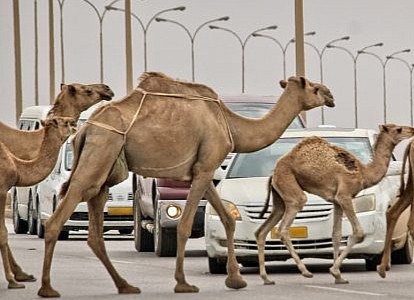 camel image